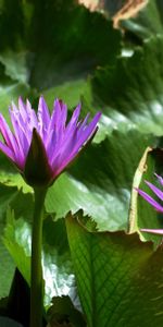 Flowers,Leaves,Shine,Light,Water Lilies,Close Up