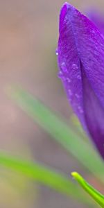 Flores,Hojas,Snowdrops,Macro,Pétalos