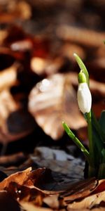 Perce Neige,Trois,Drops,Fleurs,Feuilles