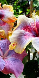 Flowers,Leaves,Stamens,Bloom,Flowering,Hibiscus