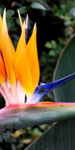 Flowers,Leaves,Sterlitium,Sterlizia,Flower,Close Up,Garden