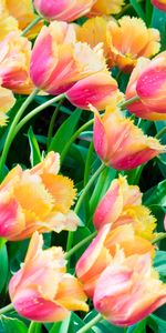 Feuilles,Fleurs,Tulipes,Plantes