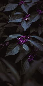 Flowers,Leaves,Violet,Berries,Plant,Clusters,Bunches,Purple