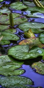 Flowers,Leaves,Water,Water Lilies,Drops,Reflection