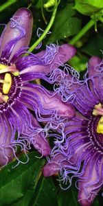 Flowers,Leaves,Wavy,Exotic,Exotics,Passionflower,Passiflora