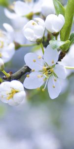 Flowers,Light,Bloom,Flowering,Light Coloured,Macro