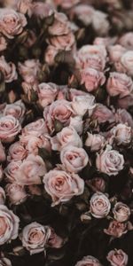 Flowers,Light Pink,Bouquet,Roses,Romance