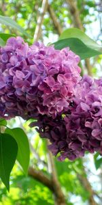 Lilas,Branche,Légumes Verts,Acuité,Fleurs,Floraison,Verdure