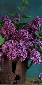 Printemps,Lilas,Fleurs,Feuilles,Branche,Bouquet,Source