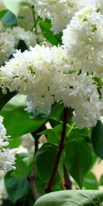 Lilas,Légumes Verts,Fleurs,Branches,Verdure,Source,Floraison,Printemps