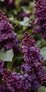 Lilas,Feuilles,Buissons,Fleurs