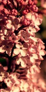 Lilas,Gros Plan,Fleurs,Fermer,Inhabituel,Floraison