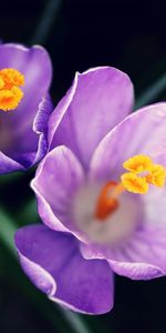 Flowers,Lilac,Close Up,Pollen