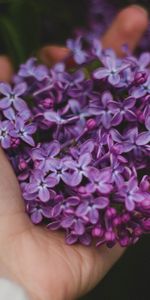 Flowers,Lilac,Hand