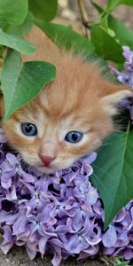 Flowers,Lilac,Kitty,Animals,Kitten,Branch