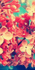 Lilas,Branche,Fleurs,Macro