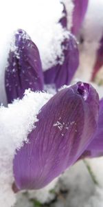 Flores,Primavera,Campanilla De Febrero,Lila