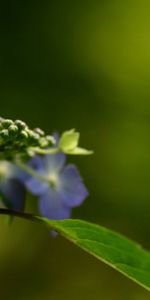 Lilas,Macro,Fleurs,Violettes