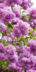 Flowers,Lilac,Violet,Plants