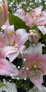 Lilies,Gypsophile,Gipsophile,Bourgeons,Fleurs,Bouquet