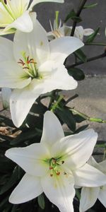 Lilies,Bourgeon,Légumes Verts,Fleurs,Verdure,Parterre,Blanc Comme Neige,Parterre De Fleurs