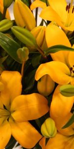 Flowers,Lilies,Buds,Leaves