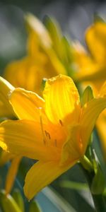 Flowers,Lilies,Buds,Stamens,Stems