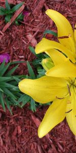 Flowers,Lilies,Drops,Flower Bed,Flowerbed,Freshness,Loose,Dissolved,Fertilizers