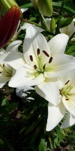 Fleurs,Lilies,Légumes Verts,Ensoleillé,Verdure,Parterre,Parterre De Fleurs