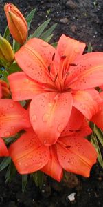 Flowers,Lilies,Freshness,Stamens,Drops