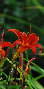 Flowers,Lilies,Greens,Flowerbed,Flower Bed,Garden