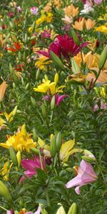 Flowers,Lilies,Greens,Lot,Variety,Diversity