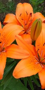 Flowers,Lilies,Greens,Stamens,Close Up