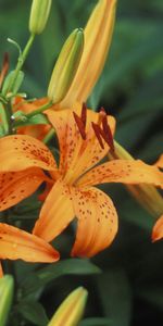 Flowers,Lilies,Points,Point,Buds,Stamens