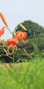 Flowers,Lilies,Spotted,Greens,Stamens