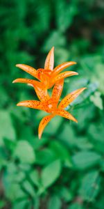 Flor,Floración,Lirio,Azucena,Flores,Planta,Florecer