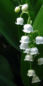 Muguet,Plantes,Fleurs