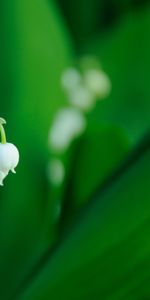 Fleurs,Plantes,Muguet