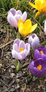 Lâche,Démantelé,Primevère,Crocus,Fleurs,Source,Printemps