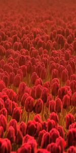 Flowers,Lot,Field,Tulips