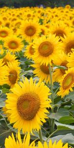 Flowers,Lot,Hats,Field,Sunflowers