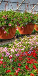 Flowers,Lot,Plant Pot,Pots,Petunia,Calichobria,Calihobroya,Greenhouse