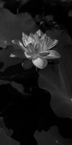 Flowers,Lotus,Bloom,Flowering,Bw,Leaves,Chb