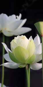 Flowers,Lotus,Blur,Smooth,Stems,Petals