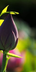 Flowers,Lotus,Bud,Blur,Smooth,Stem,Stalk