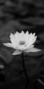 Flowers,Lotus,Bw,Leaves,Chb,Water Lily