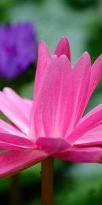 Flowers,Lotus,Flower,Petals,Pink