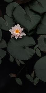 Flowers,Lotus,Flower,Plant,Swamp