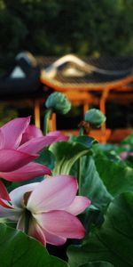 Flowers,Lotus,Macro,Pond,Alcove,Bower,Nature,Leaves