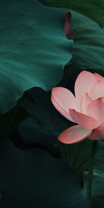 Flowers,Lotus,Pink,Flowering,Leaves,Bloom